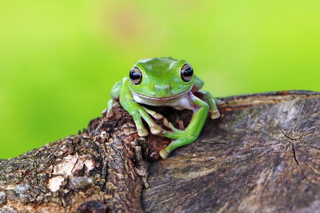 Foto rana arbórea verde, rana rechoncha, papua rana arbórea verde