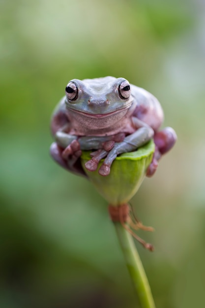 rana arbórea verde, rana rechoncha, papua rana arbórea verde