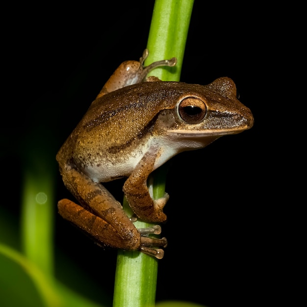 Foto rana arborícola de cuatro líneas