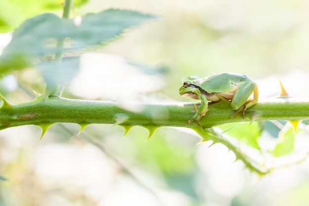 Foto rana arborícola europea