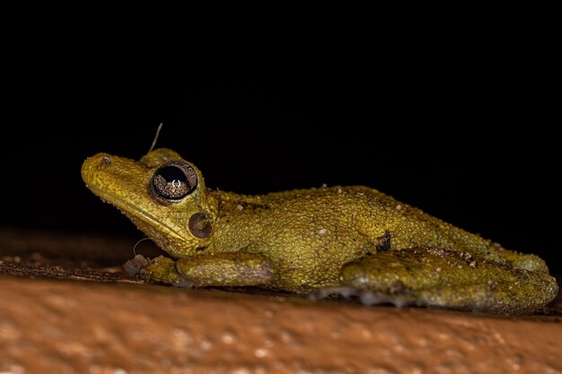 Rana arborícola hocicuda manchada de fuscous de la especie Scinax fuscovarius