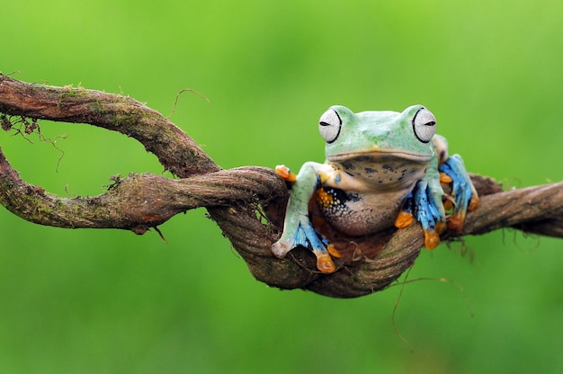 una rana arborícola en una hoja una rana arborícola rana