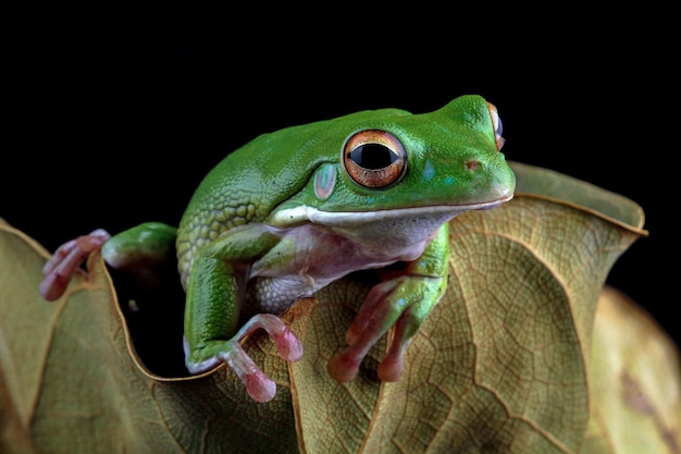 La rana arborícola de labios blancos Litoria infrafrenata sobre hojas verdes