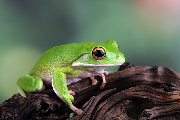 Rana arborícola de labios blancos ranas arborícolas verdes