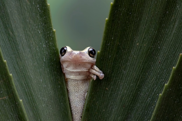 Rana arborícola Litoria rubéola en hojas verdes