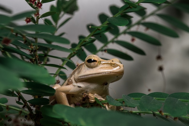 Rana arborícola marrón en el árbol