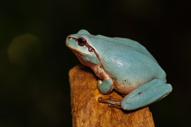 Rana arborícola mediterránea azul única en una rama en una escena oscura