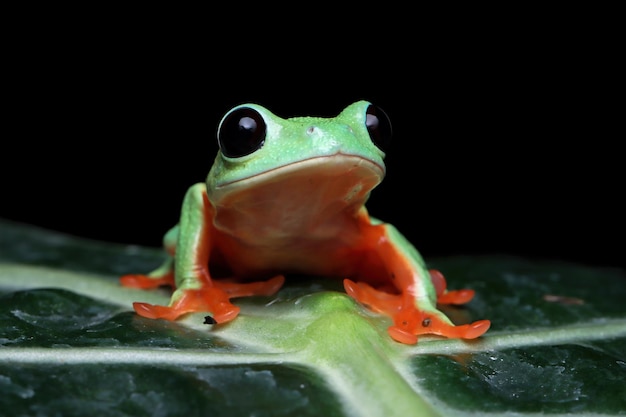 La rana arborícola de Morelet Agalychnis moreletii sobre hojas verdes