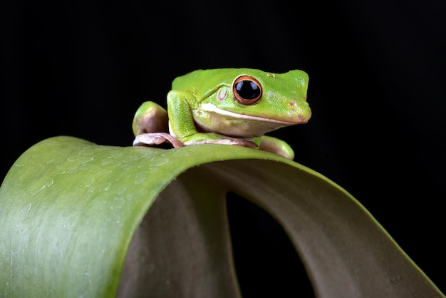 Rana arborícola de ojos blancos en una hoja