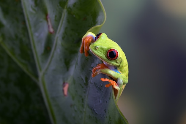 Rana arborícola de ojos rojos colgando de hojas de anthurium