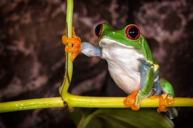 Foto rana arborícola de ojos rojos en pose muy sustancial sentado en el tallo de la planta