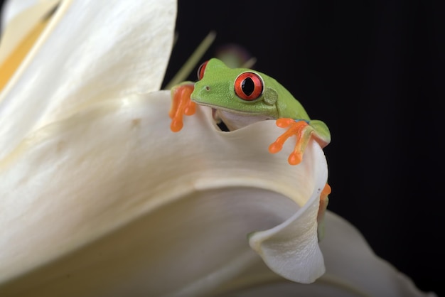 La rana arborícola de ojos rojos que mira a escondidas a través de los pétalos de lirio