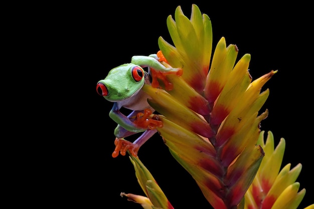 Rana arborícola de ojos rojos sentada en la flor de bromelia, rana arborícola de ojos rojos Agalychnis callidryas closeup