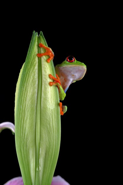 Rana arborícola de ojos rojos sentada en flor de lirio