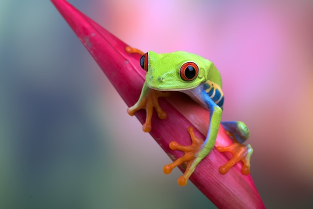 rana arborícola de ojos rojos sentada en una flor