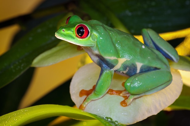 Rana arborícola de ojos rojos sentada en el pétalo de orquídea amarilla, como una reina