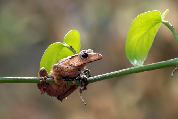 La rana arborícola de orejas de Borneo en la rama de un árbol