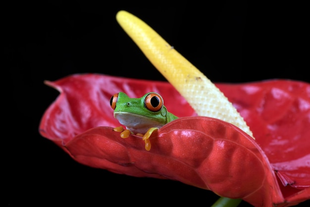 Rana arborícola roja en una flor