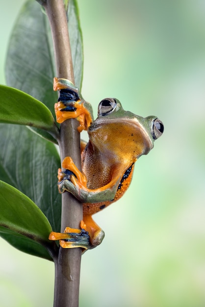 Rana arborícola de telaraña colgando de una hoja