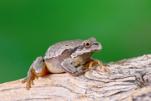 Rana arborícola verde europea (Hyla arborea anteriormente Rana arborea) sentada en una rama.