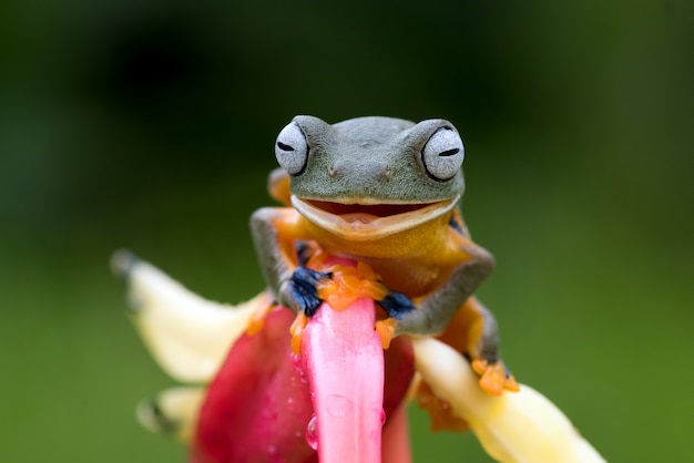 Rana arborícola verde posado sobre pétalos de una flor