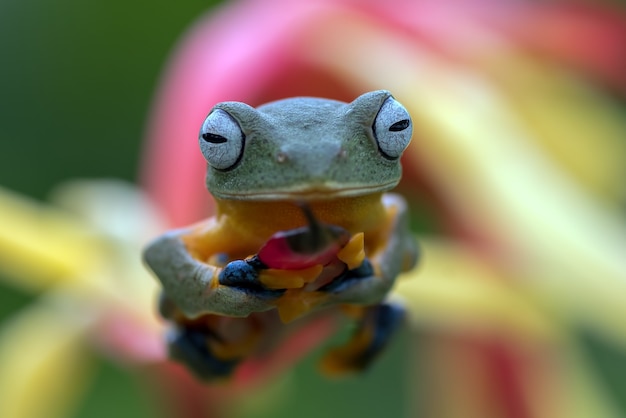 Rana arborícola verde posado sobre pétalos de una flor