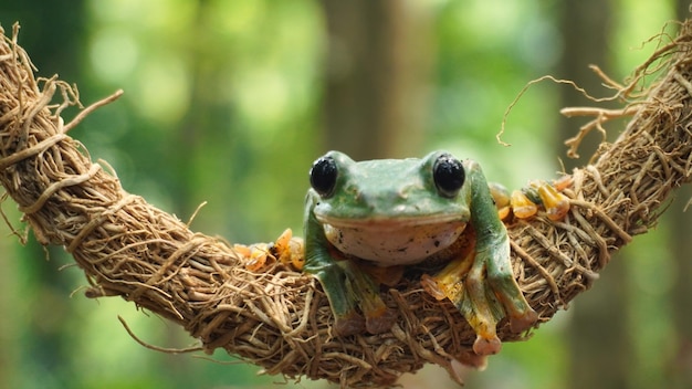 Una rana arborícola verde se sienta en una rama en una jungla.