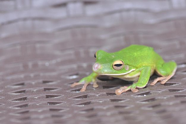 Rana arborícola verde