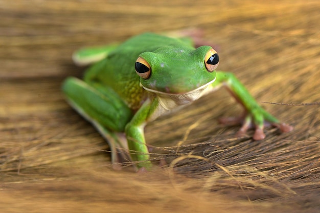 Rana arborícola verde