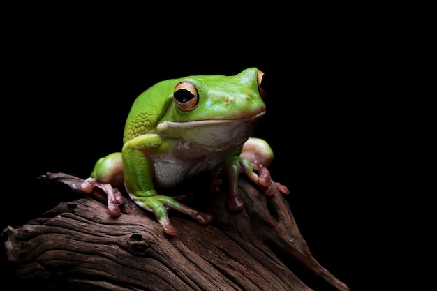 La rana arborícola whitelipped Litoria infrafrenata closeup sobre madera