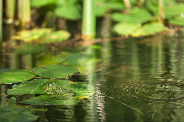 Foto una rana se asienta sobre las hojas de un nenúfar en un jardín japonés.