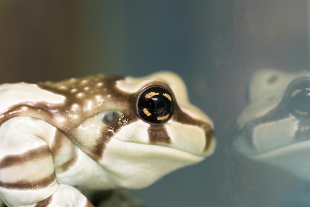 Rana blanca y marrón rayada en una roca reflejada en el terrario de cristal