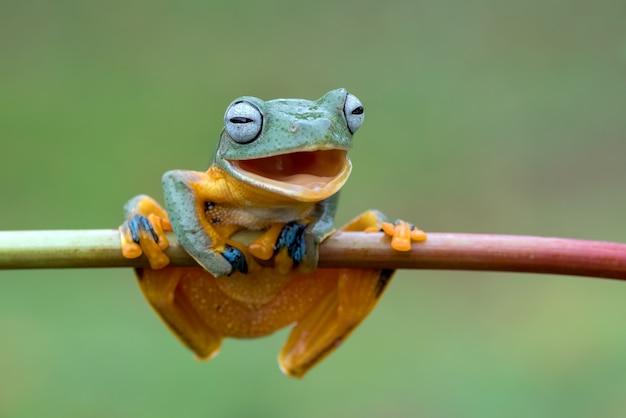 Una rana con cara sonriente en las ramas de un árbol.