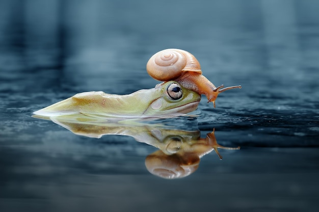 rana con caracol