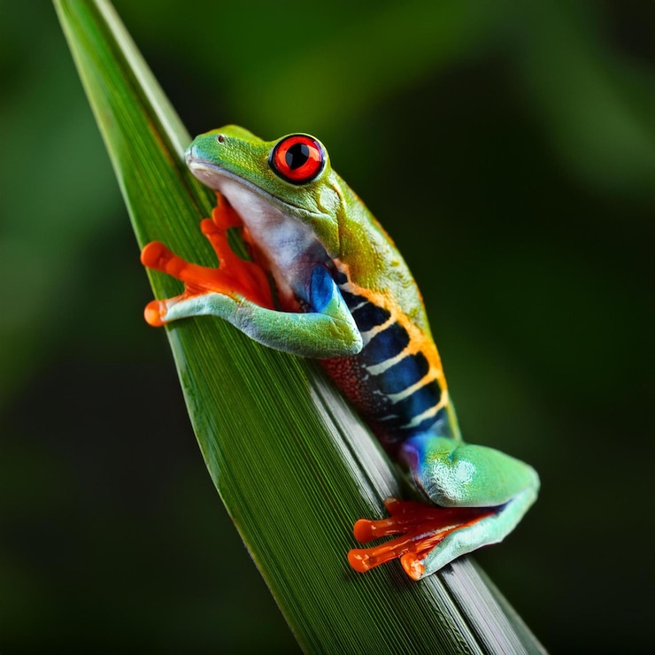 Foto rana colorida sentada en una hoja