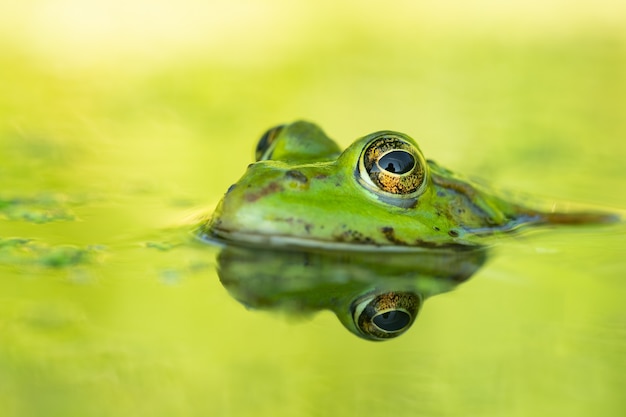 Rana comestible (Pelophylax esculentus) en un hermoso lago