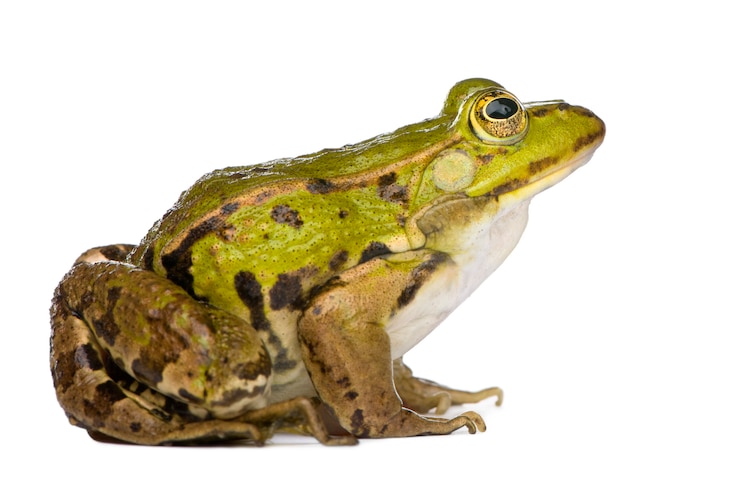 Foto rana comestible - rana esculenta en blanco aislado