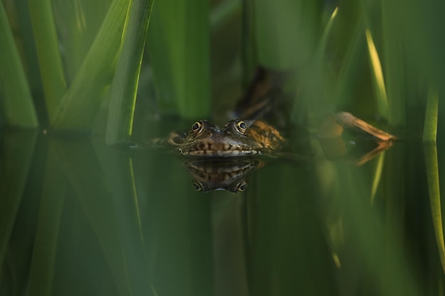 Rana comestible verde en el agua con hierba