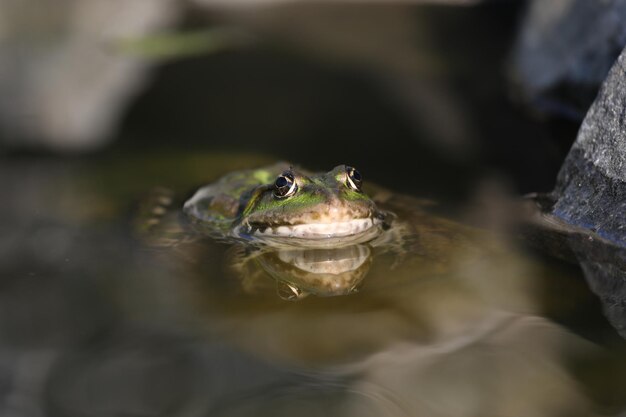 Foto rana comestible verde en el agua con hierba