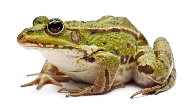 Foto rana común europea o rana comestible - rana esculenta