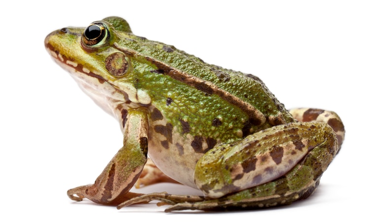 Foto rana común europea o rana comestible - rana kl. esculenta