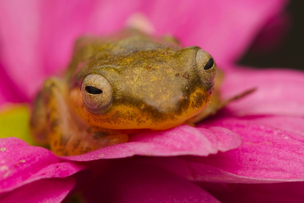 Rana de cristal dorado en la hoja con la naturaleza de fondo Philautus vittiger frog