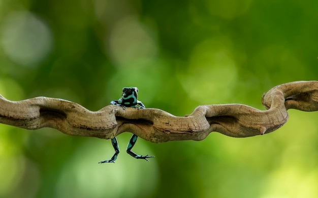 Rana de dardo venenosa verde y negra Dendrobates auratus en la selva tropical de Costa Rica América