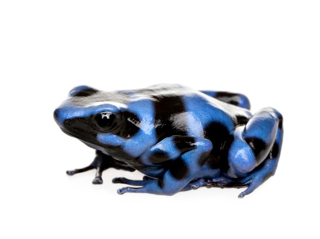 Rana de dardo venenoso azul y negro - Dendrobates auratus en un blanco aislado