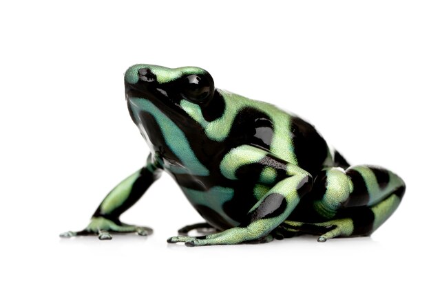 Rana de dardo venenoso verde y negro - Dendrobates auratus en un blanco aislado