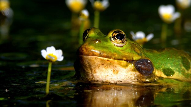 Una rana descansa en el lago.