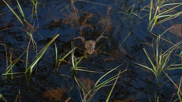 La rana descansa sobre la superficie del agua.