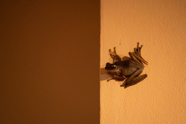 La rana está sentada en la pared. Rana lechón