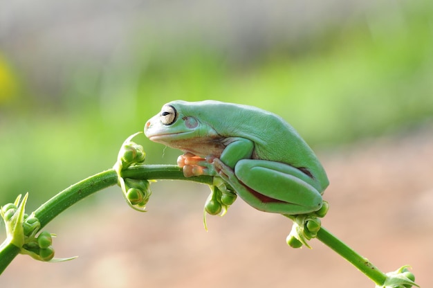 la rana está en el tallo de la hoja