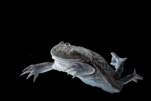 Rana hipopótamo nadando en el agua Lepidobatrachuslaevis